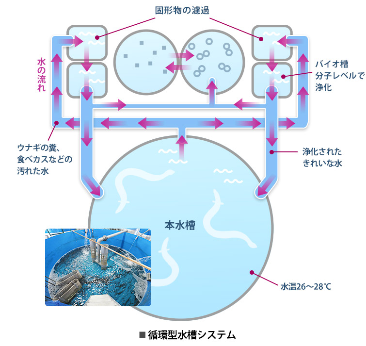 循環型水槽システム